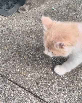 Gattino maschio di due mesi