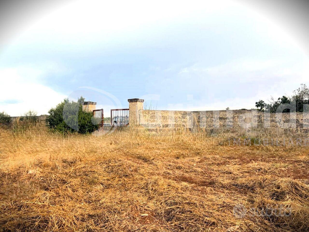 Uliveto a Gallipoli - Vista 5