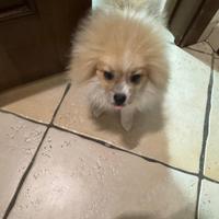 Cane Spitz tedeschi nano,4 mesi, bianco e beige