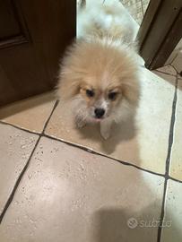 Cane Spitz tedeschi nano,4 mesi, bianco e beige