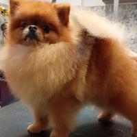 Spitz Pomerania Toy disponibile per monta