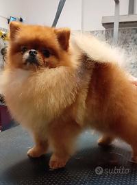 Spitz Pomerania Toy disponibile per monta