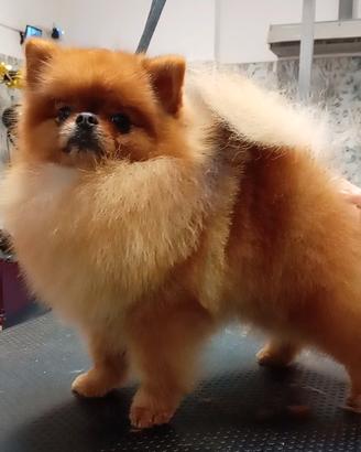 Spitz Pomerania Toy disponibile per monta