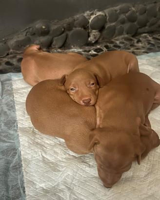 Splendidi Cuccioli di Cirneco dell'Etna