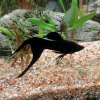 Piante e pesci per acquario