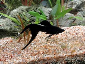 Piante e pesci per acquario