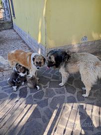Cuccioli incrocio maremmano caucaso