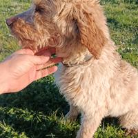 Lagotto