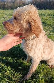 Lagotto
