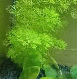 limphopia sessiflora 