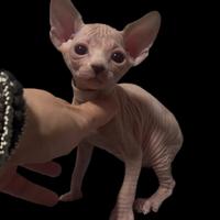 Sphynx