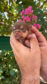 Chihuahua