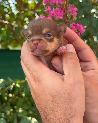 Chihuahua