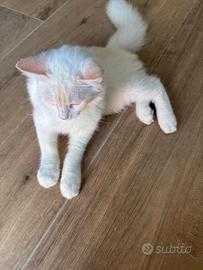 Ragdoll