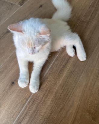 Ragdoll