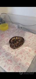 Pitone Reale (Python Regius)