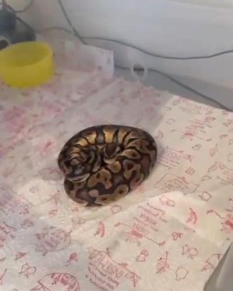 Pitone Reale (Python Regius)