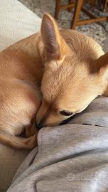 Chihuahua mini femmina
