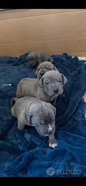 Cuccioli cane corso grigio taglia grande