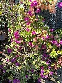fiori