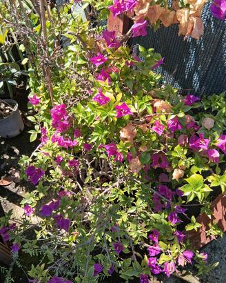 fiori