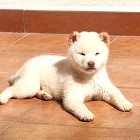 Cucciola bianca Shiba inu