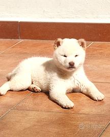 Cucciola bianca Shiba inu