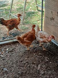 Galline collonudo