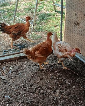 Galline collonudo