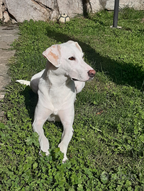 Cagnolina bianca
