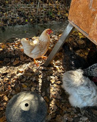 Gallinelle giovani