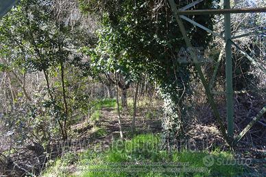 Terreno Agricolo Camaiore [A4338782]