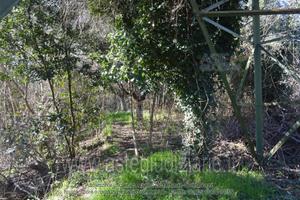 Terreno Agricolo Camaiore [A4338782]
