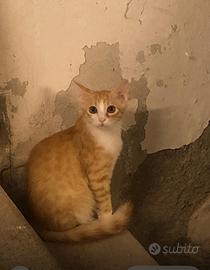 Gattini