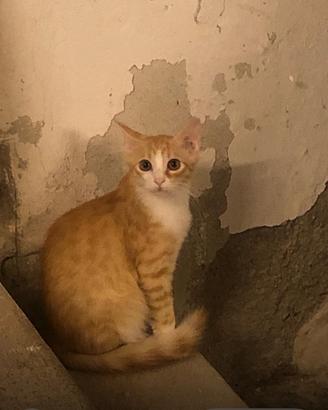 Gattini