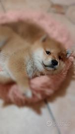 Cuccioli di shiba inu con pedigree