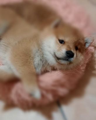 Cuccioli di shiba inu con pedigree
