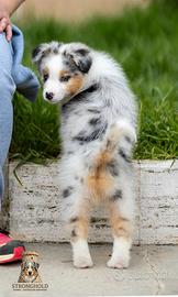 Cucciolo pastore australiano