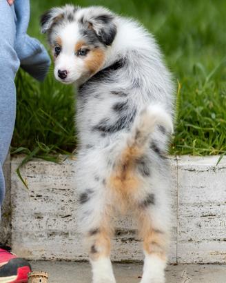 Cucciolo pastore australiano