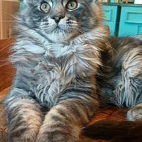 Cucciolo di Maine Coon linea russa