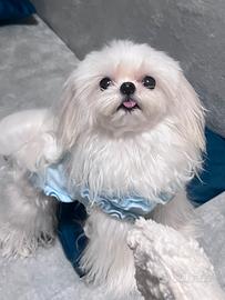 Maschio maltese creano disponibile