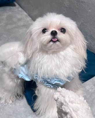 Maschio maltese creano disponibile