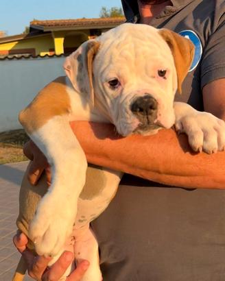 American bulldog