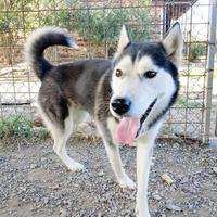 Yuri, Husky femmina in ADOZIONE