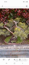 bonsai di frassino