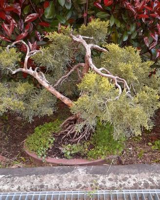 bonsai di frassino