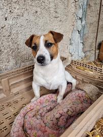 Jack russel