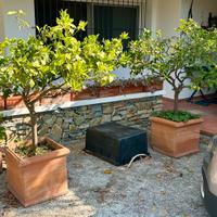 alberelli di limoni in vaso
