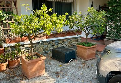 alberelli di limoni in vaso