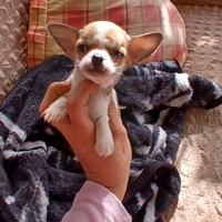 Chihuahua mini toy